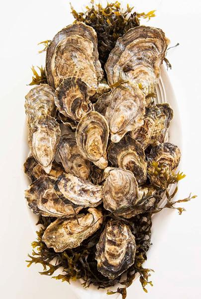 Ostras Neptunpearl (Caixa 2kg)